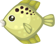 fish16