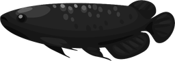 Soju Black Arowana